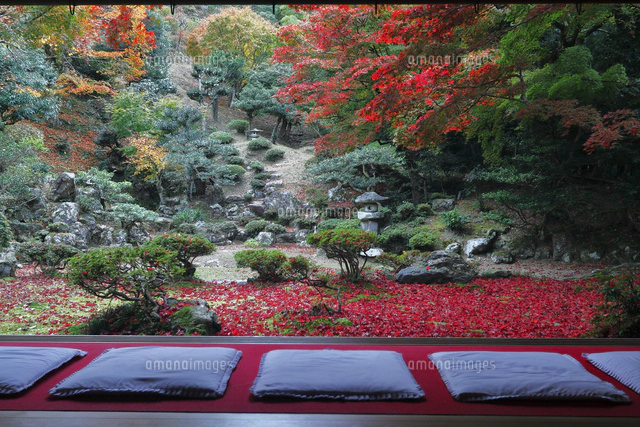 11月 紅葉の浄瑠璃寺 京都の古刹[10738003622]の写真・イラスト