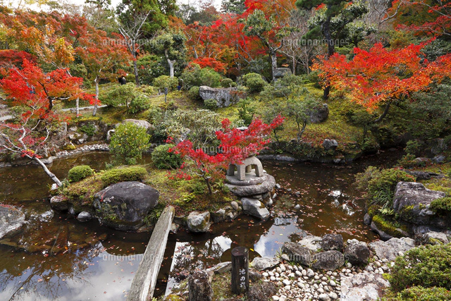 11月 紅葉の浄瑠璃寺 京都の古刹[10738003622]の写真・イラスト