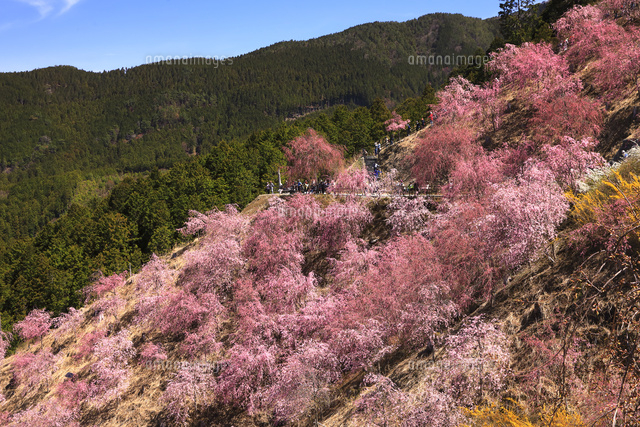 4月 枝垂桜の高見の郷 山間の千本のしだれ桜[10738003672]の写真