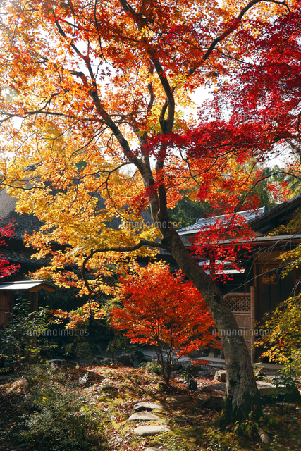 11月 紅葉の直指庵 京都の秋 の写真素材 イラスト素材 アマナイメージズ