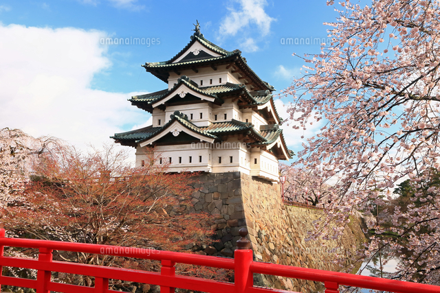 ５月 桜の弘前城 東北の春 の写真素材 イラスト素材 アマナイメージズ