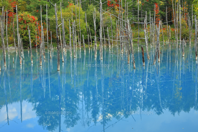 9月 美瑛の青い池 -北海道の秋-[10738005033]の写真・イラスト素材