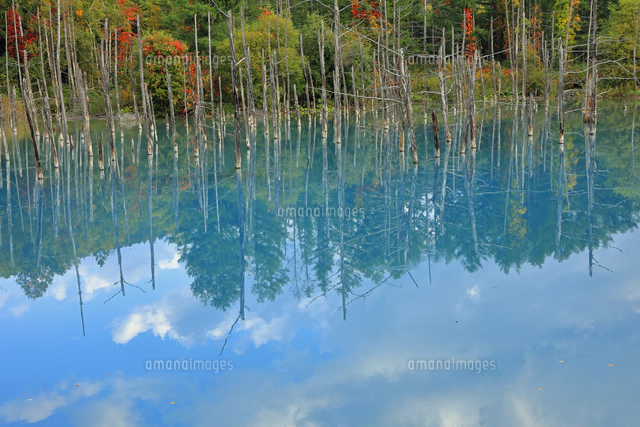9月 美瑛の青い池 -北海道の秋-[10738005033]の写真・イラスト素材