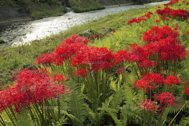 9月 川岸の彼岸花 の写真素材 イラスト素材 アマナイメージズ