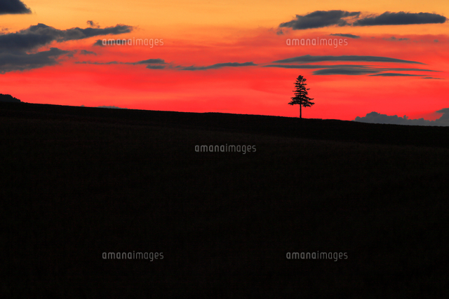 壁紙用 夏の美瑛夕景 の写真素材 イラスト素材 アマナイメージズ