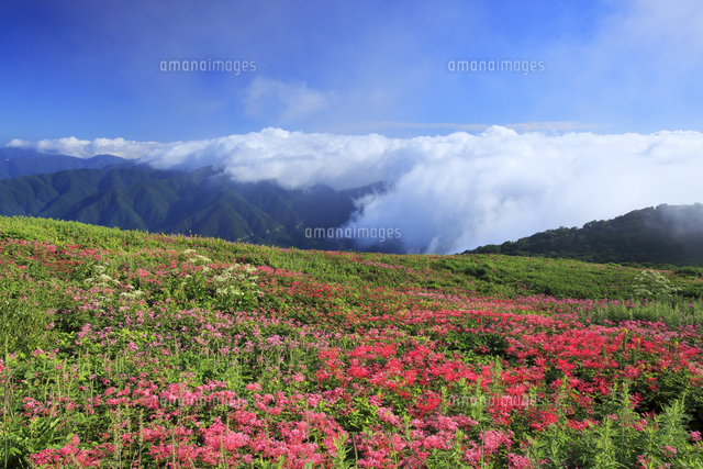 ８月 伊吹山のお花畑 の写真素材 イラスト素材 アマナイメージズ