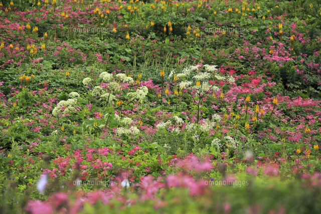 ８月 伊吹山のお花畑 の写真素材 イラスト素材 アマナイメージズ