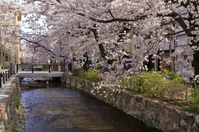 桜並木 金目川桜並木の桜（平塚市） - お花見2025 - ウォーカープラス