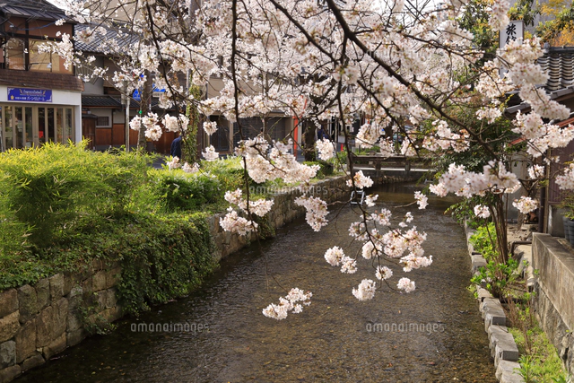 桜並木 金目川桜並木の桜（平塚市） - お花見2025 - ウォーカープラス