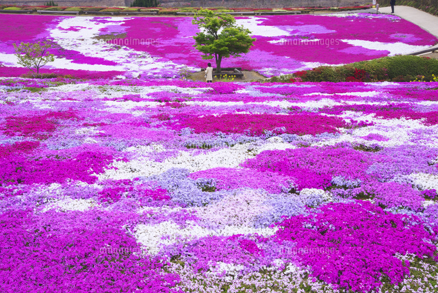 松本ツツジ園の芝桜 の写真素材 イラスト素材 アマナイメージズ