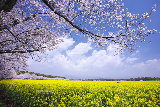 西都原古墳群の菜の花と桜[10740000494]の写真・イラスト素材｜アマナ