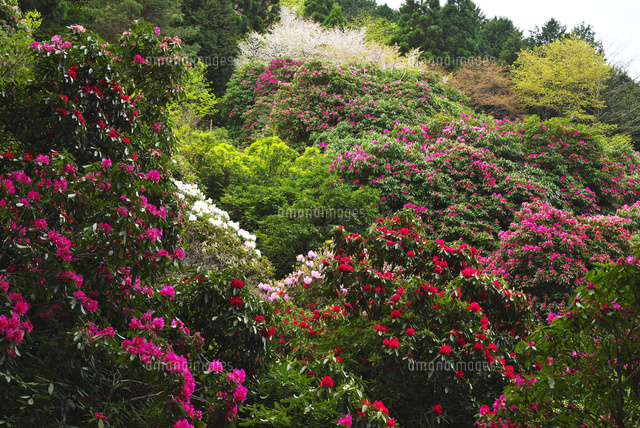 天城グリーンガーデン の写真素材 イラスト素材 アマナイメージズ