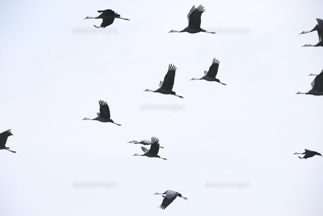 ツル飛来地 の写真素材 イラスト素材 アマナイメージズ