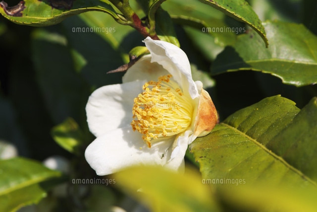 お茶の花 の写真素材 イラスト素材 アマナイメージズ