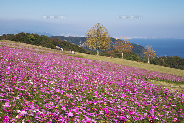 あわじ花さじきの秋[10740004097]の写真・イラスト素材｜アマナイメージズ