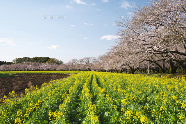 西都原古墳群の桜と菜の花[10740004685]の写真・イラスト素材｜アマナ