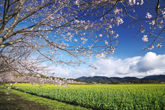 西都原古墳群の桜と菜の花[10740004685]の写真・イラスト素材｜アマナ
