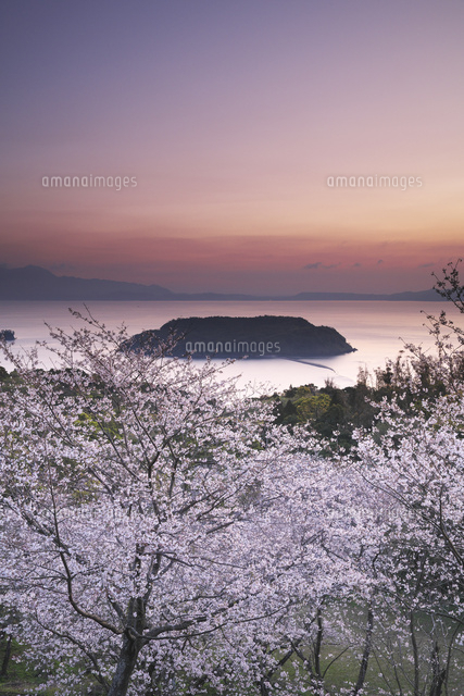魚見岳自然公園の朝の桜と知林ヶ島[10740004708]の写真・イラスト素材