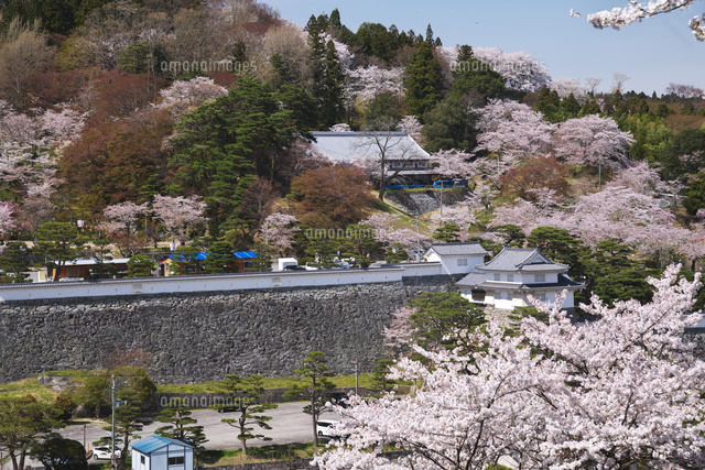 霞ヶ城公園の桜[10740004858]の写真・イラスト素材｜アマナイメージズ