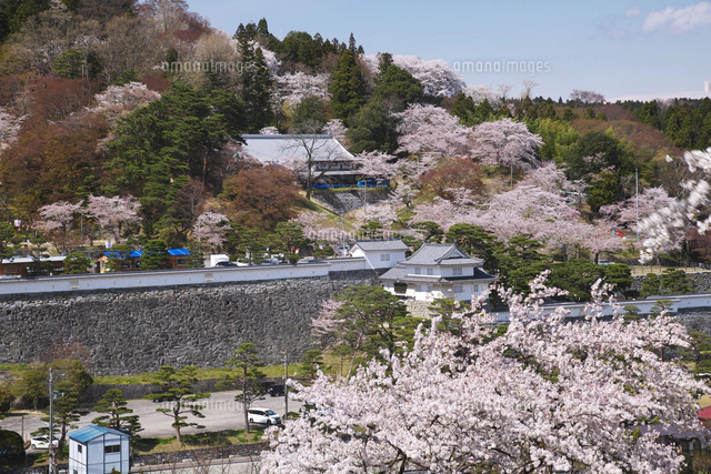 霞ヶ城公園の桜[10740004858]の写真・イラスト素材｜アマナイメージズ