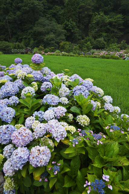 あわじ花山水 あじさい園 の写真素材 イラスト素材 アマナイメージズ