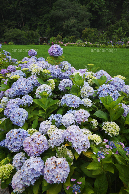 あわじ花山水 あじさい園 の写真素材 イラスト素材 アマナイメージズ