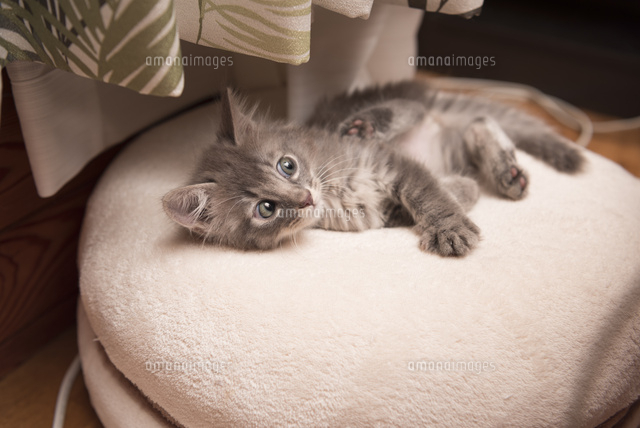  Apple Pencilの分解でアンテナ、バッテリー、小さな折りたたまれたロジックボードが明らかに