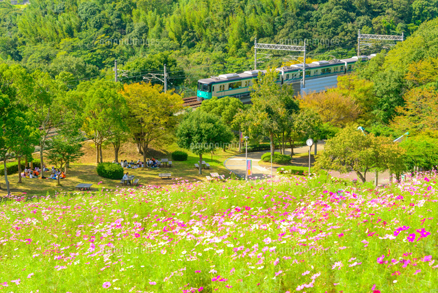 関西の鉄道 神戸市営地下鉄とコスモスの丘 の写真素材 イラスト素材 アマナイメージズ