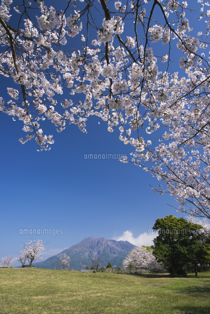 桜と桜島[10751000011]の写真・イラスト素材｜アマナイメージズ