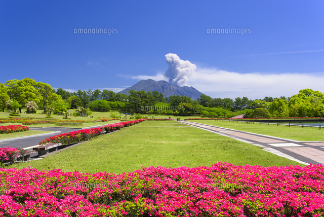 ツツジの吉野公園と桜島 の写真素材 イラスト素材 アマナイメージズ