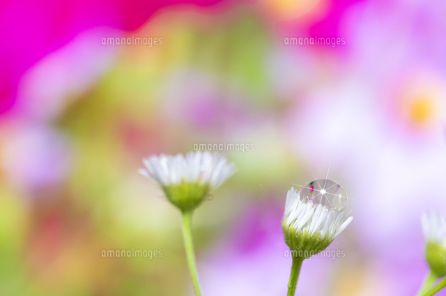 水滴 しずく の写真素材 イラスト素材 アマナイメージズ
