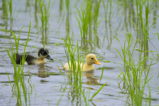 合鴨農法の水田 の写真素材 イラスト素材 アマナイメージズ 合鴨農法の水田 の写真素材 イラスト素材 アマナイメージズ