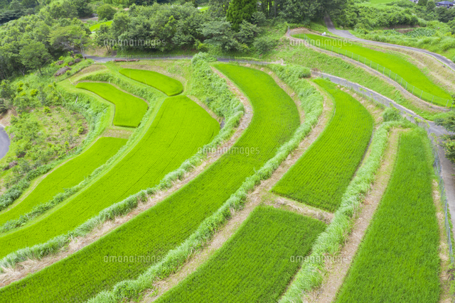 鳥の巣棚田 の写真素材 イラスト素材 アマナイメージズ