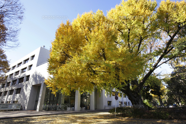 有栖川宮記念公園 紅葉 の写真素材 イラスト素材 アマナイメージズ