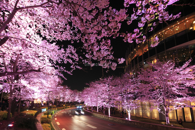 東京ミッドタウンと桜 の写真素材 イラスト素材 アマナイメージズ