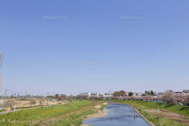 柳瀬川 桜 の写真素材 イラスト素材 アマナイメージズ