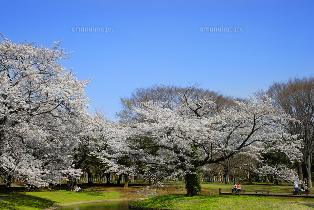 代々木公園 桜 の写真素材 イラスト素材 アマナイメージズ 代々木公園 桜 の写真素材 イラスト素材 アマナイメージズ