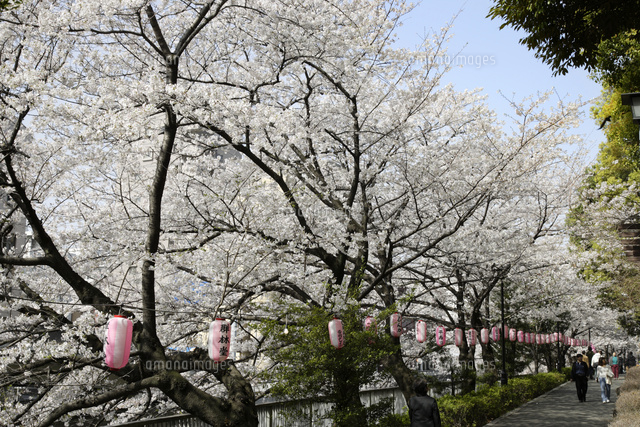 江戸川公園 桜 の写真素材 イラスト素材 アマナイメージズ