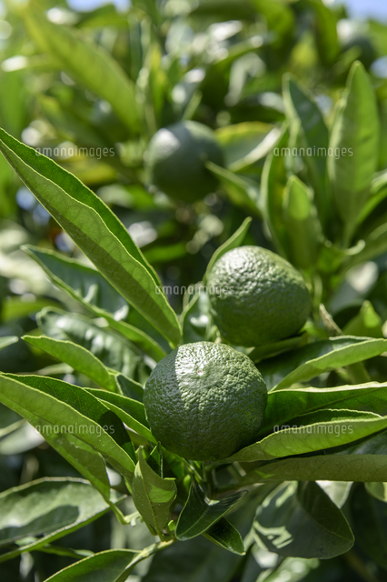 スダチ の写真素材 イラスト素材 アマナイメージズ