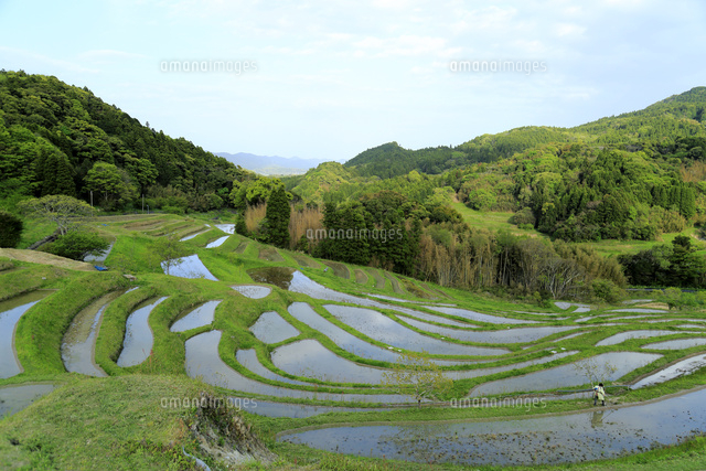 絵画「霧晴れて大山千枚田」　水彩画 大山千枚田[10763001997]の写真・イラスト素材｜アマナイメージズ