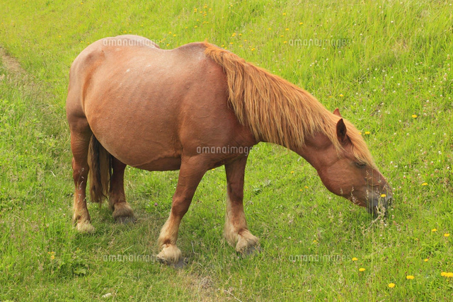 尻屋崎の寒立馬[10769001394]の写真・イラスト素材｜アマナ
