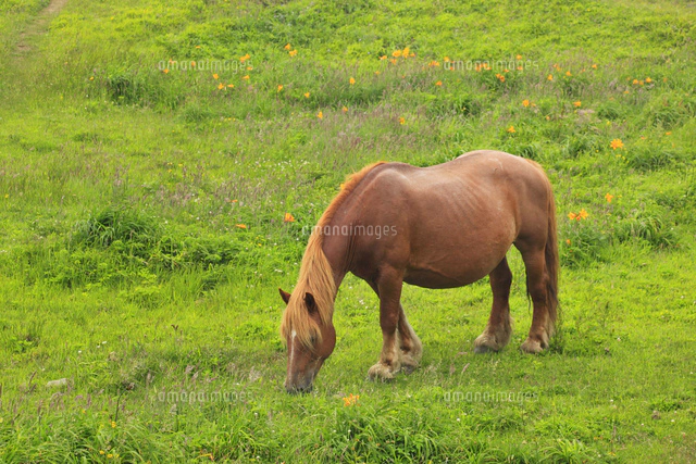 尻屋崎の寒立馬[10769001394]の写真・イラスト素材｜アマナ