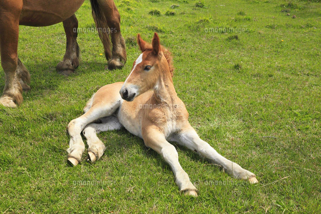 尻屋崎の寒立馬[10769001386]の写真・イラスト素材｜アマナイメージズ