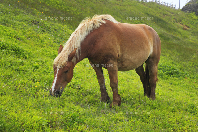 木版画『寒立馬 尻屋崎 晩秋』 #寒立馬 木版画『寒立馬 尻屋崎 晩秋』 #寒立馬 版画