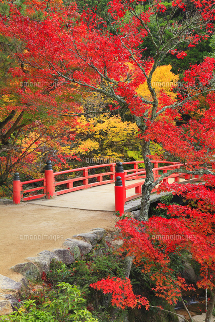 宮島 紅葉谷公園[10769001459]の写真・イラスト素材｜アマナイメージズ