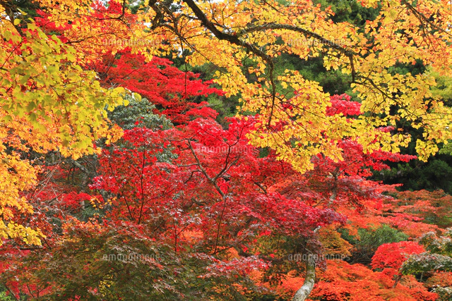 宮島 紅葉谷公園[10769001459]の写真・イラスト素材｜アマナイメージズ