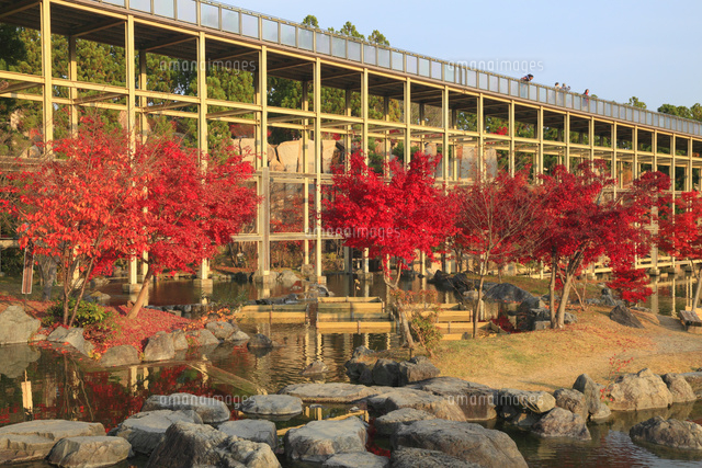 けいはんな記念公園の紅葉 10769003801 の写真素材 イラスト素材 アマナイメージズ