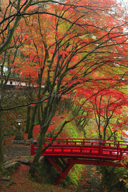 両界山横蔵寺の紅葉 の写真素材 イラスト素材 アマナイメージズ