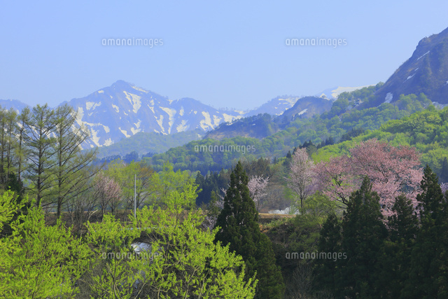 小国 残雪の飯豊連峰と山桜に新緑[10769004625]の写真・イラスト素材