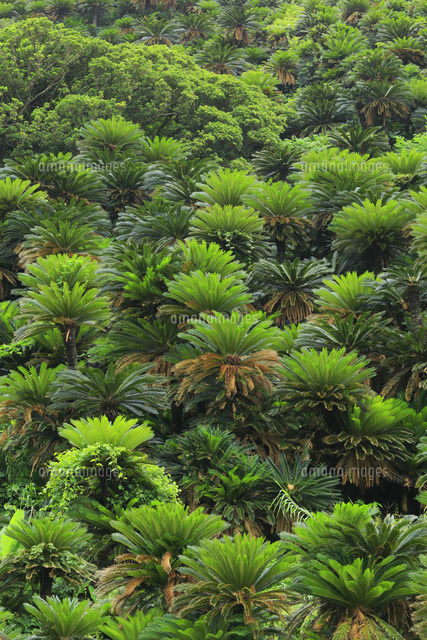 奄美大島 ソテツ群生地[10769005528]の写真・イラスト素材｜アマナ